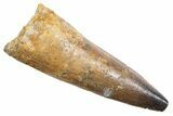 Fossil Spinosaurus Tooth - Real Dinosaur Tooth #345581-1